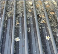 Moss and Lichen on roof